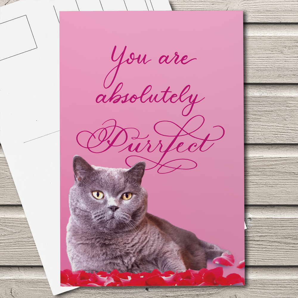 You are Purrfect Postcard