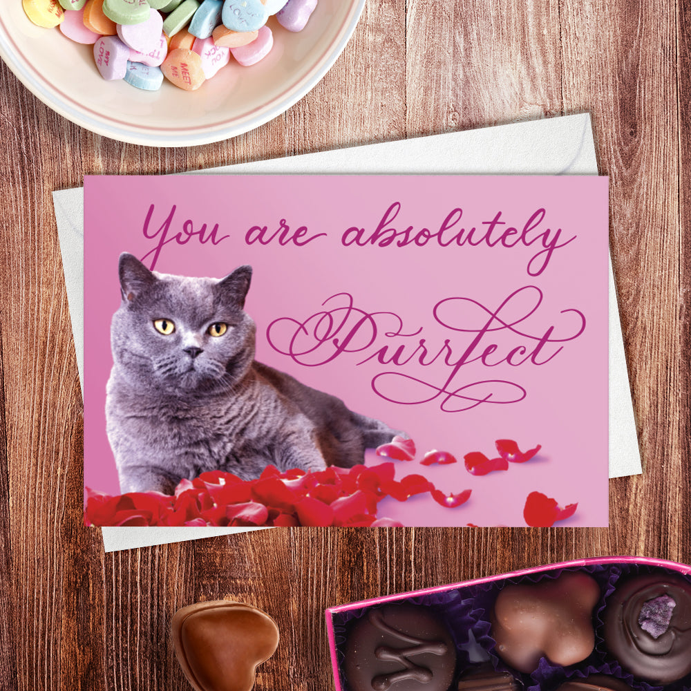 A lifestyle view of the greeting card: "You are absolutely Purrfect"