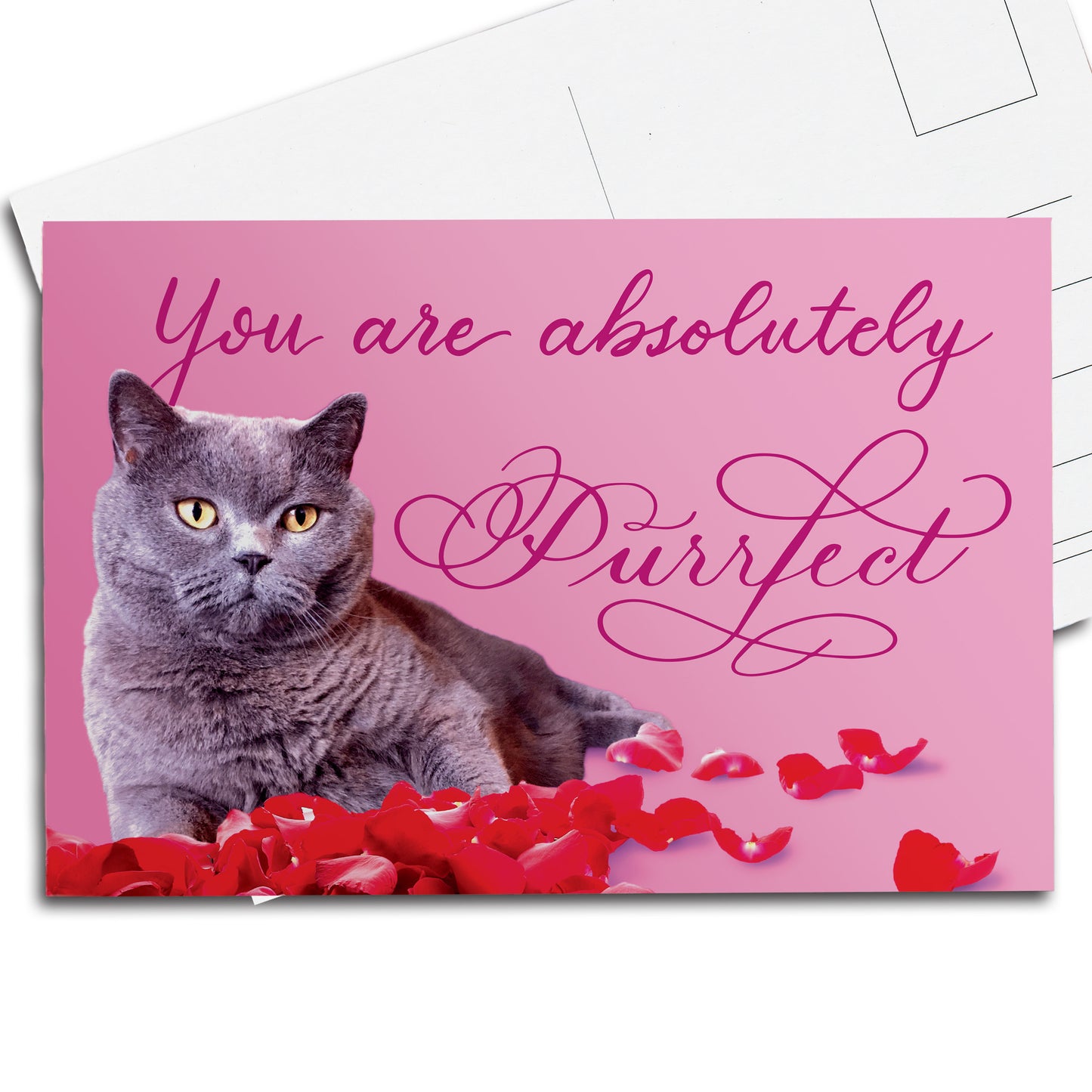 A thumbnail view of the postcard: "You are absolutely Purrfect"