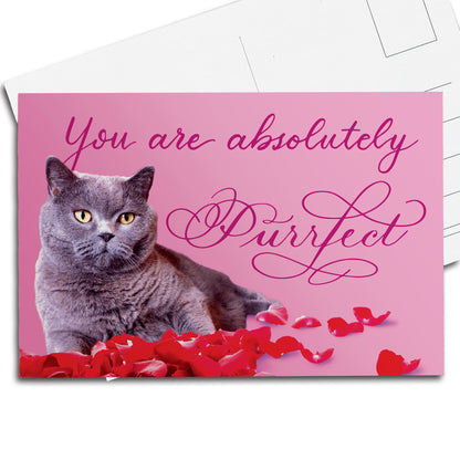 A thumbnail view of the postcard: "You are absolutely Purrfect"