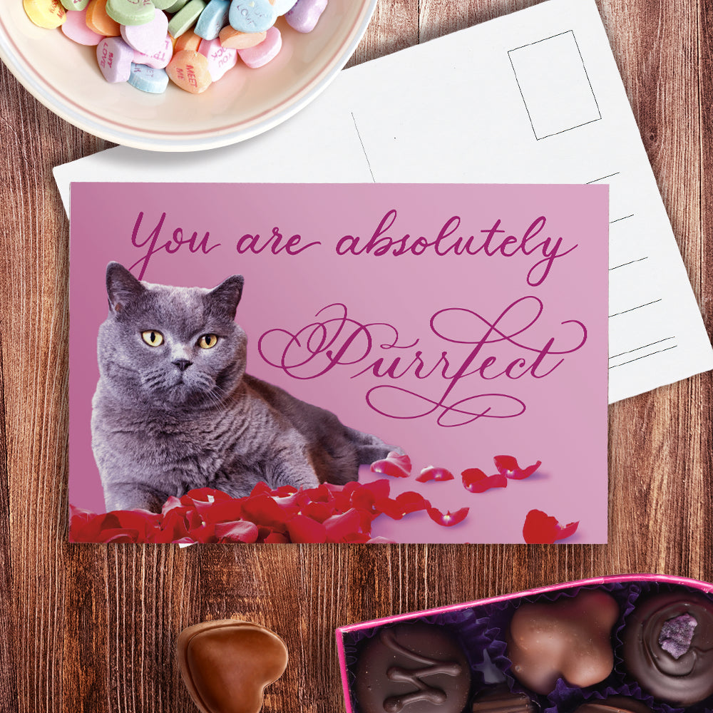 A lifestyle view of the postcard: "You are absolutely Purrfect"